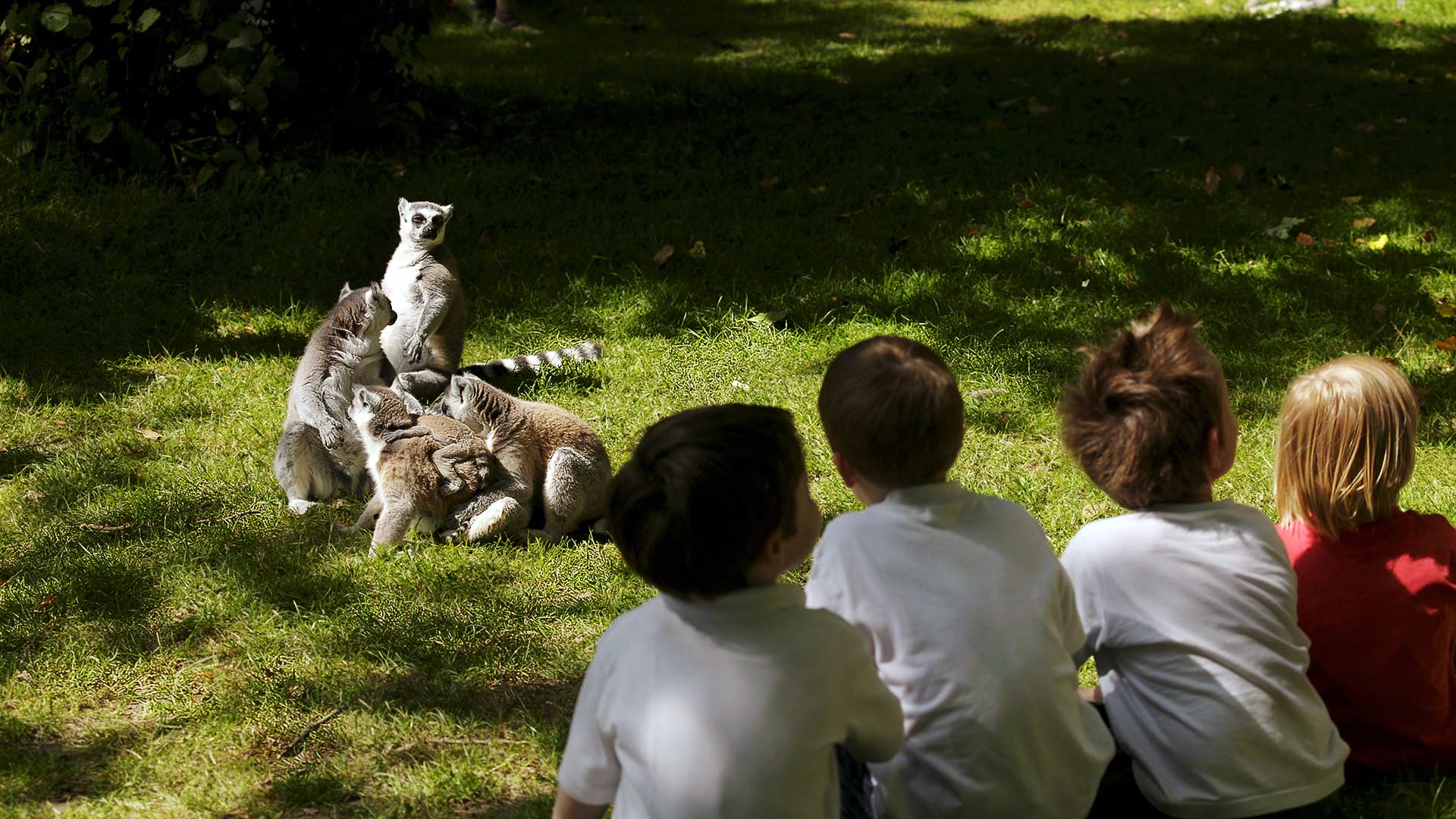 Four kids watch a family of ring tailed lemurs at Fota Wildlife Park in Cork